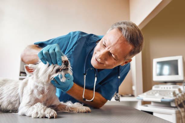 Best Pediatric Emergency Dentist in Clymer, PA
